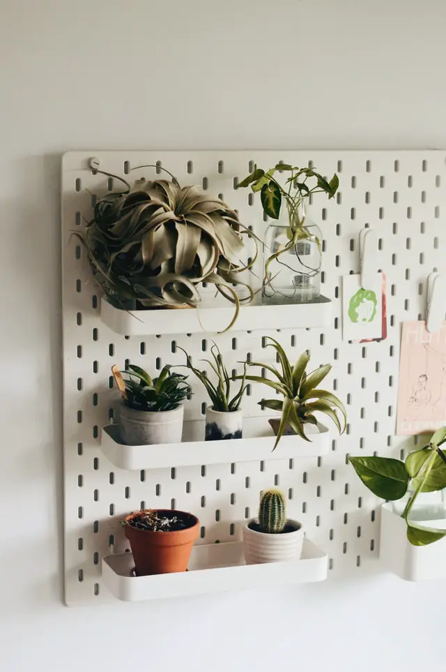 Super Easy House Plants You (Probably) Won’t Kill